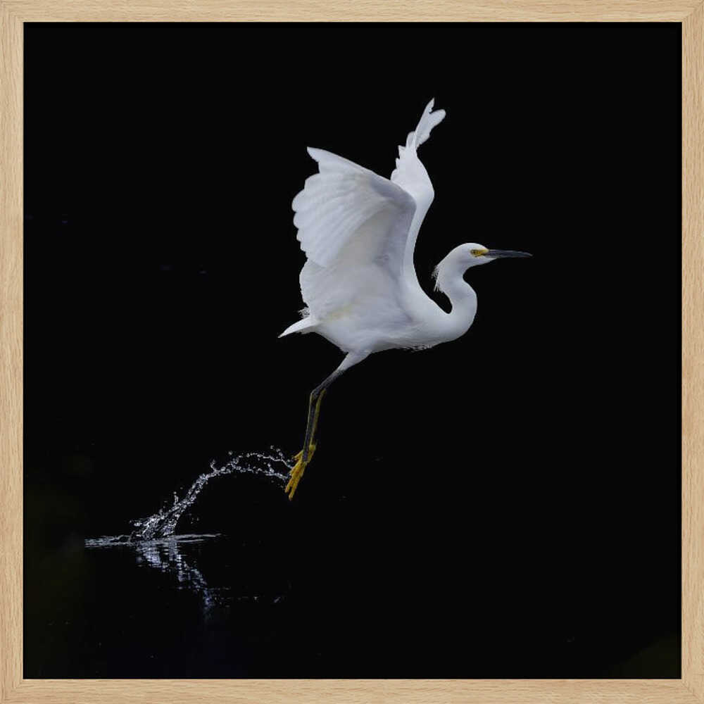 Graceful Egret Takes Flight Art Print UK — Dark Moody Dark Wall Art — Office — Wall It All Prints