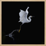 Graceful Egret Takes Flight Art Print UK — Dark Moody Dark Wall Art — Office — Wall It All Prints
