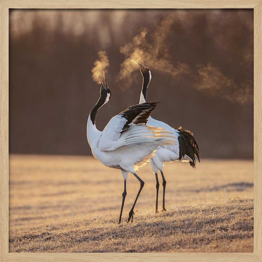 Cranes Golden Breath Art Print UK — Animal Calm Wall Art — Living Room — Wall It All Prints