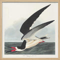Black Skimmer From Birds of America (1827)