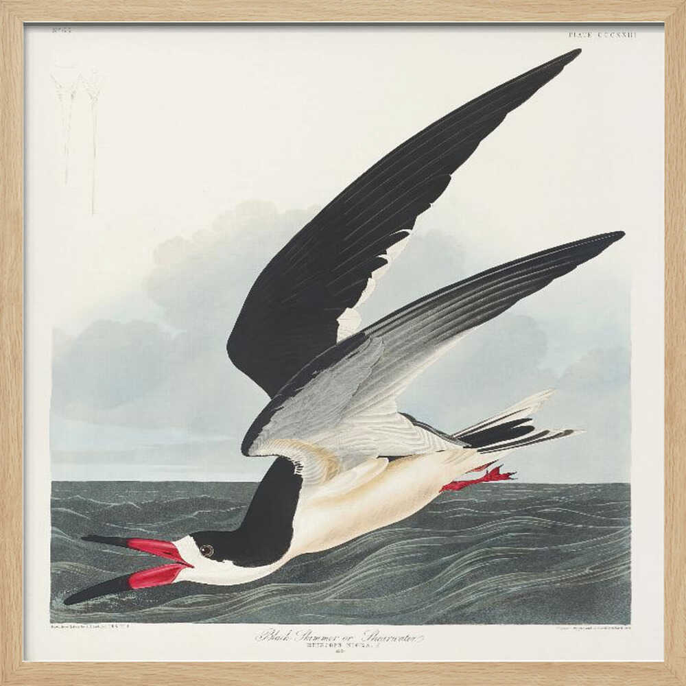 Black Skimmer From Birds of America (1827)