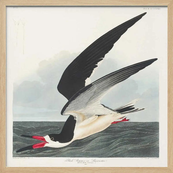 Black Skimmer From Birds of America (1827) John James Audubon