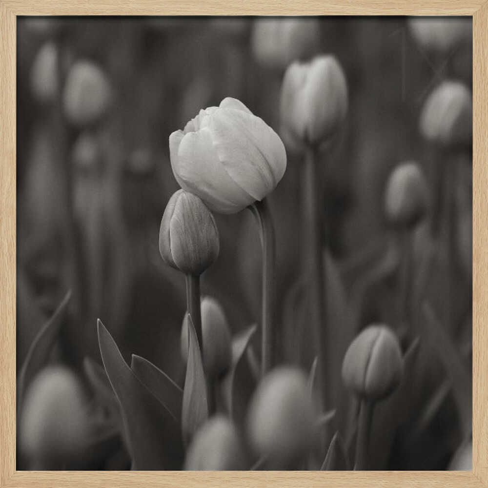 Soft Black White Tulips Art Print UK — Botanical Calm Wall Art — Living Room — Wall It All Prints