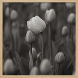 Soft Black White Tulips