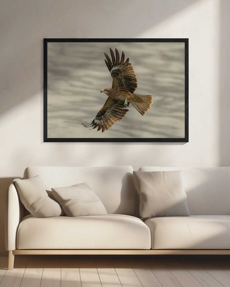 Raptor in Flight Art Print UK — Animal Fresh Wall Art — Living Room — Wall It All Prints