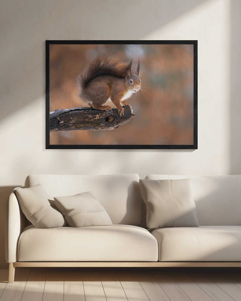 Curious Red Squirrel Art Print UK — Landscape Fresh Wall Art — Living Room — Wall It All Prints