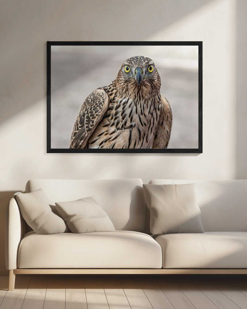 Intense Goshawk Gaze Art Print UK — Portrait Vibrant Wall Art — Living Room — Wall It All Prints