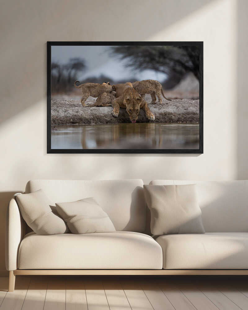 Lioness Drinking With Cubs Art Print UK — Animal Fresh Wall Art — Living Room — Wall It All Prints