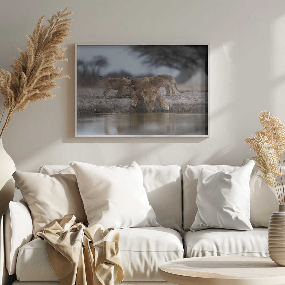 Lioness Drinking With Cubs Art Print UK — Animal Fresh Wall Art — Living Room — Wall It All Prints