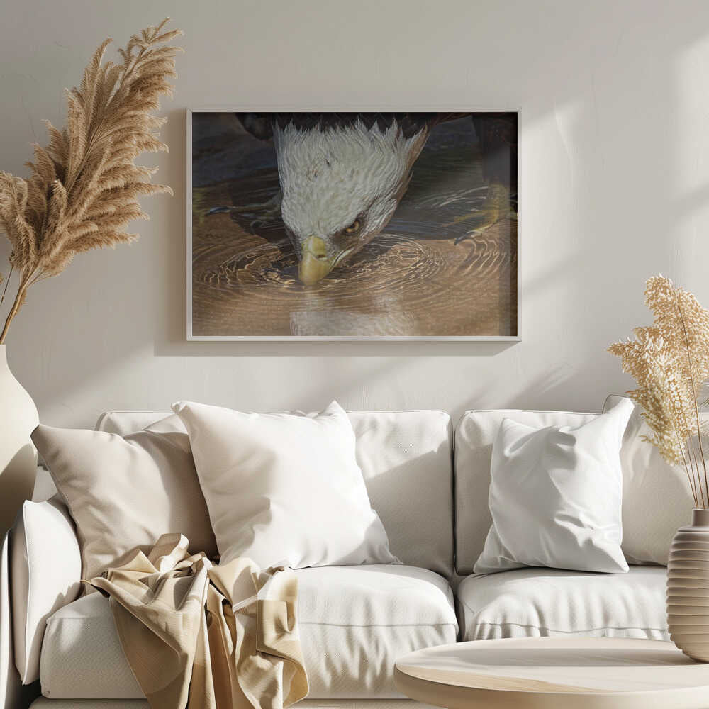 Bald Eagle Drinking Water Art Print UK — Animal Calm Wall Art — Bedroom — Wall It All Prints