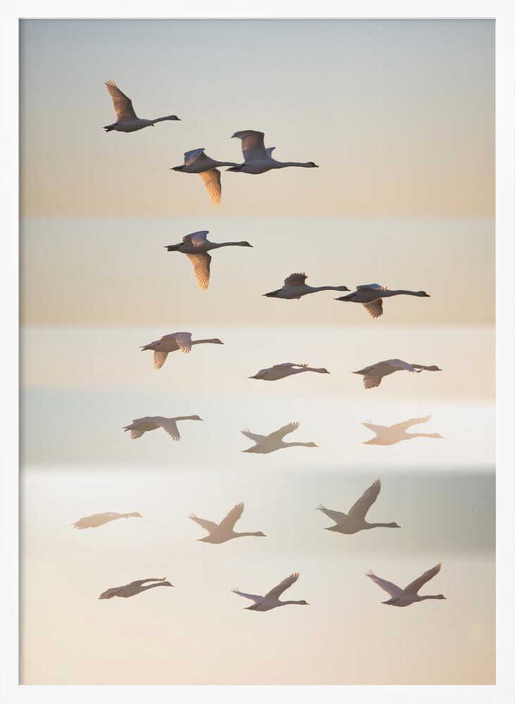 Swans in Golden Light Art Print UK — Landscape Calm Wall Art — Living Room — Wall It All Prints