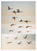 Swans in Golden Light Art Print UK — Landscape Calm Wall Art — Living Room — Wall It All Prints