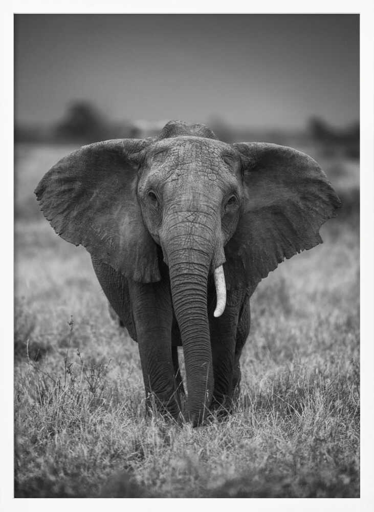 Majestic African Elephant Art Print UK — Portrait Dark Wall Art — Living Room — Wall It All Prints