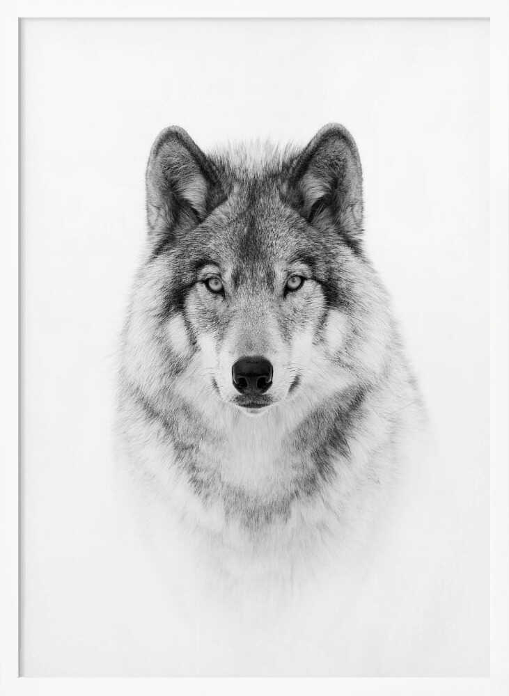 Majestic Wolf Gaze Art Print UK — Portrait Dark Wall Art — Living Room — Wall It All Prints