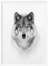 Majestic Wolf Gaze