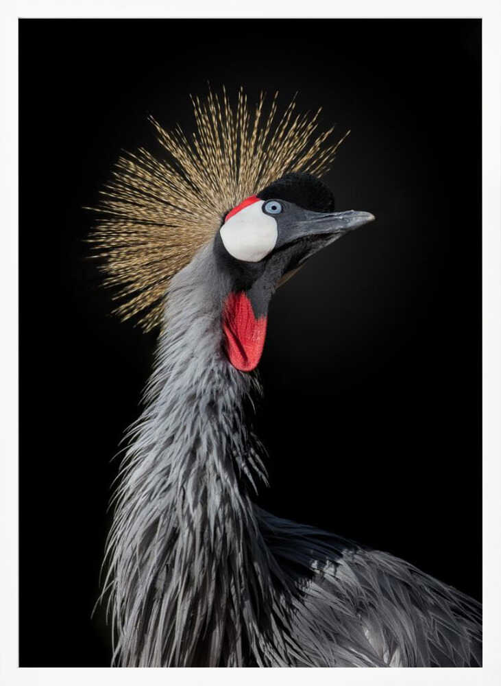 Majestic Crowned Crane Art Print UK — Portrait Dark Wall Art — Living Room — Wall It All Prints