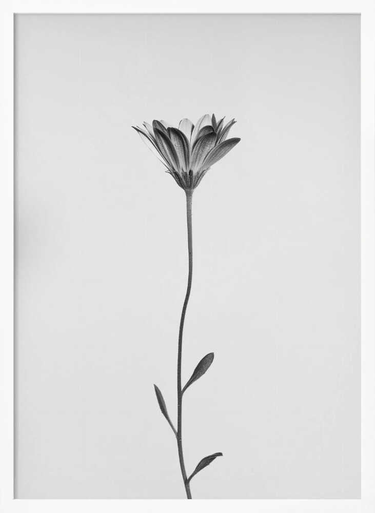 Elegant Floral Silhouette Art Print UK — Botanical Calm Wall Art — Office — Wall It All Prints