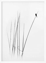 Graceful Reed Bird