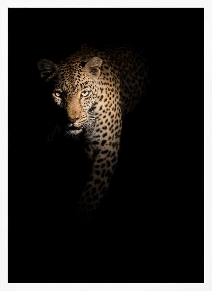Leopard In Shadow Art Print UK — Dark Moody Dark Wall Art — Living Room — Wall It All Prints