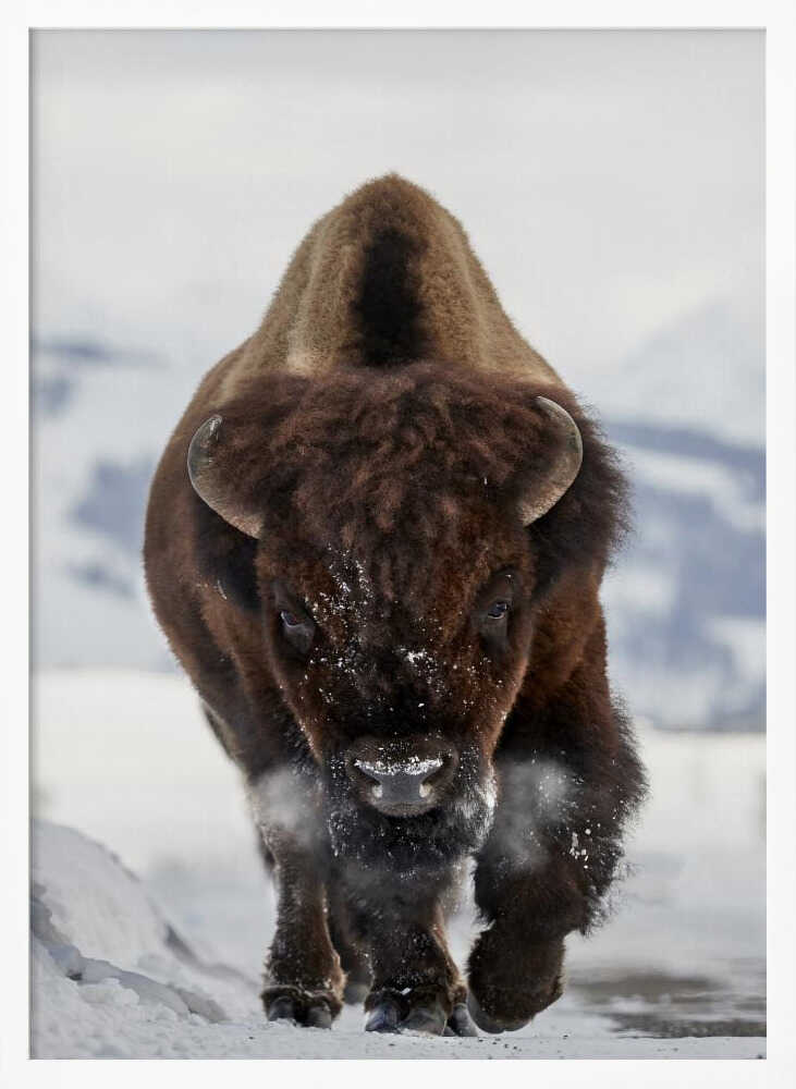 Bison Winter Walk Art Print UK — Portrait Vibrant Wall Art — Living Room — Wall It All Prints