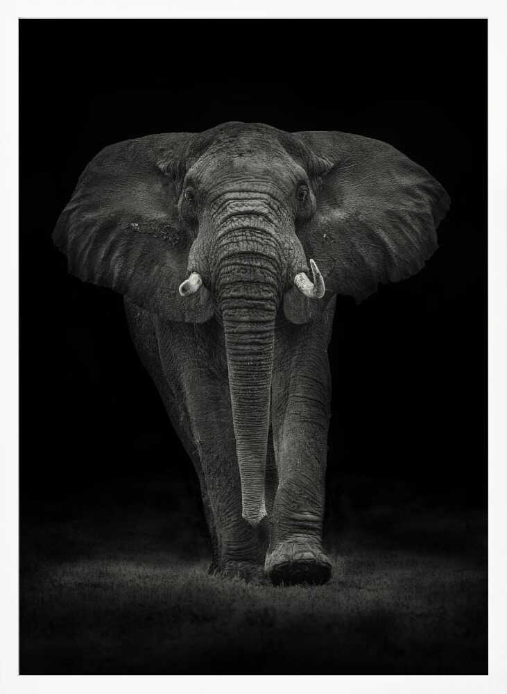 Majestic Elephant Walk Art Print UK — Dark Moody Dark Wall Art — Living Room — Wall It All Prints