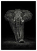 Majestic Elephant Walk