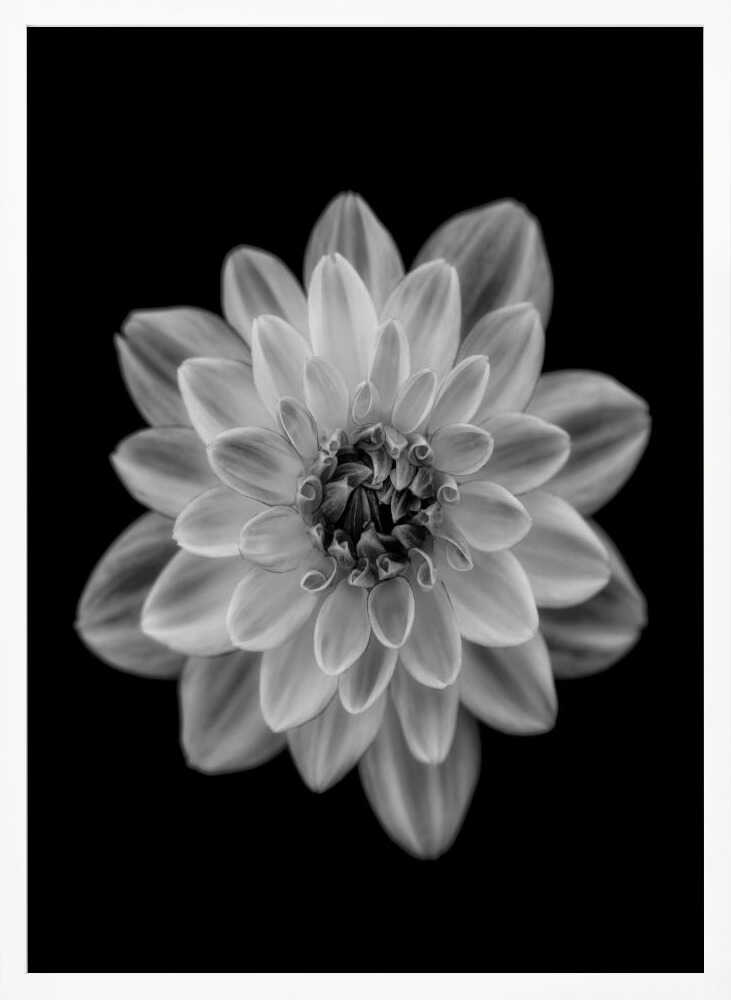Delicate Monochrome Dahlia Art Print UK — Botanical Calm Wall Art — Office — Wall It All Prints