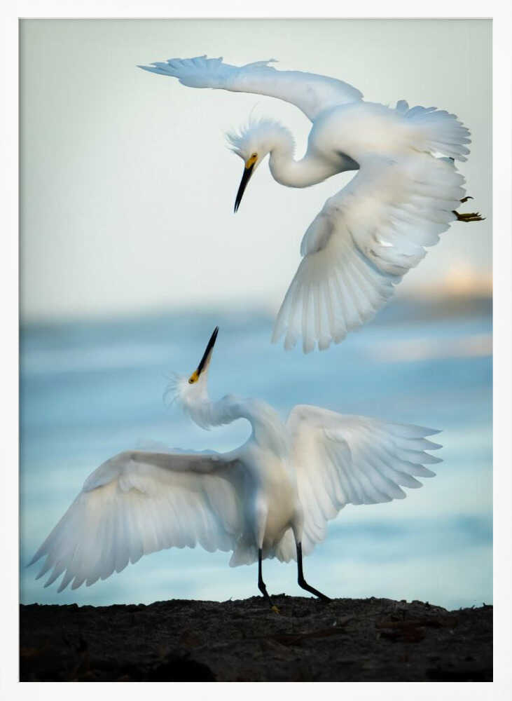 Egrets in Flight Art Print UK — Landscape Elegant Wall Art — Living Room — Wall It All Prints