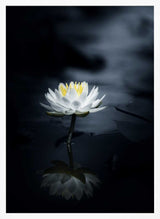 White Lotus Reflection