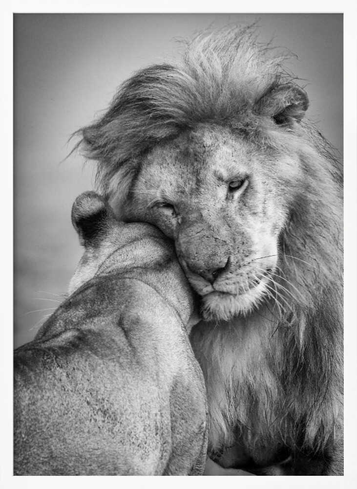 Tender Lion Embrace Art Print UK — Portrait Calm Wall Art — Bedroom — Wall It All Prints
