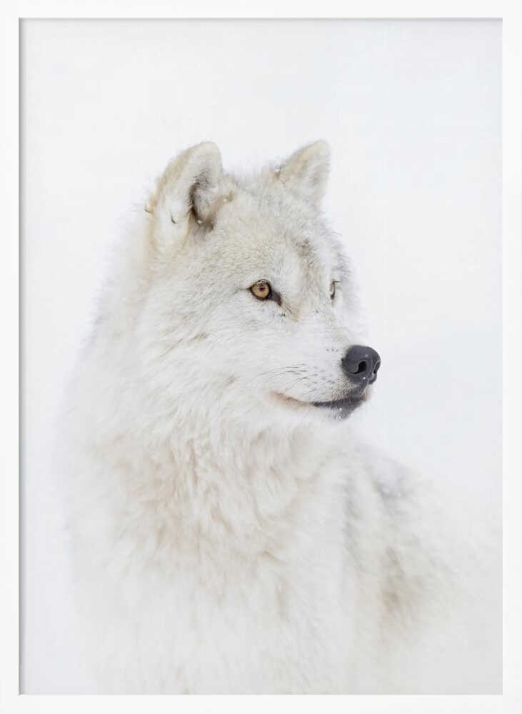 Majestic Arctic Wolf Art Print UK — Portrait Calm Wall Art — Bedroom — Wall It All Prints