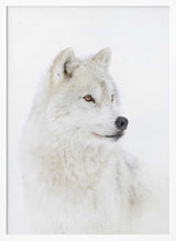 Majestic Arctic Wolf