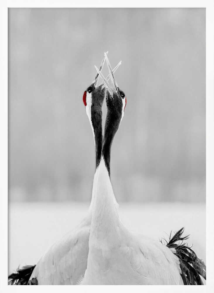 Red-crowned Cranes Duet Art Print UK — Japanese Calm Wall Art — Office — Wall It All Prints