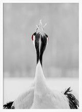Red-crowned Cranes Duet Art Print UK — Japanese Calm Wall Art — Office — Wall It All Prints