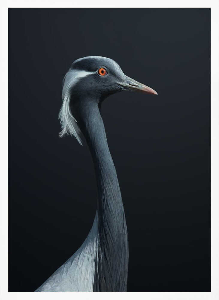 Demoiselle Crane Profile Art Print UK — Abstract Dark Wall Art — Office — Wall It All Prints