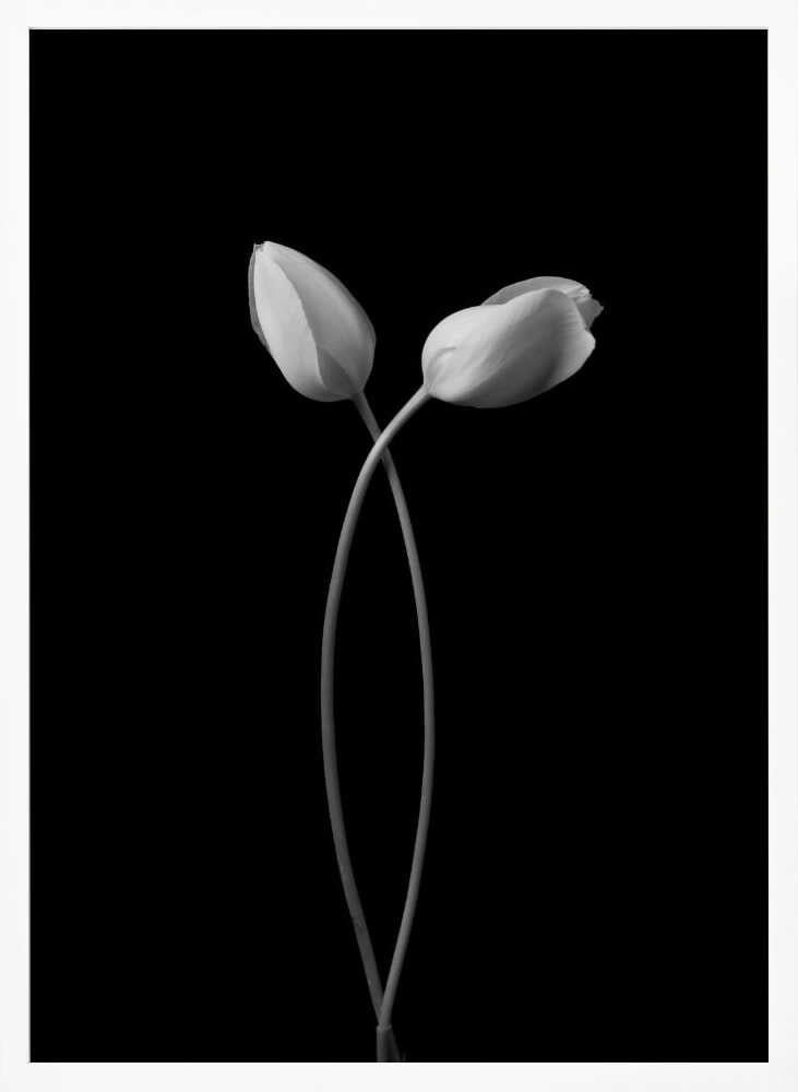 Elegant Tulip Embrace Art Print UK — Botanical Calm Wall Art — Bedroom — Wall It All Prints