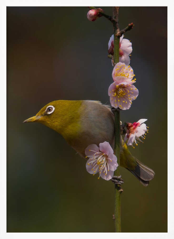 Mejiro in Bloom Art Print UK — Japanese Fresh Wall Art — Living Room — Wall It All Prints