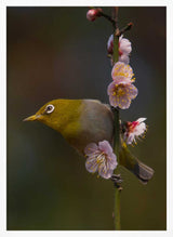 Mejiro in Bloom Art Print UK — Japanese Fresh Wall Art — Living Room — Wall It All Prints