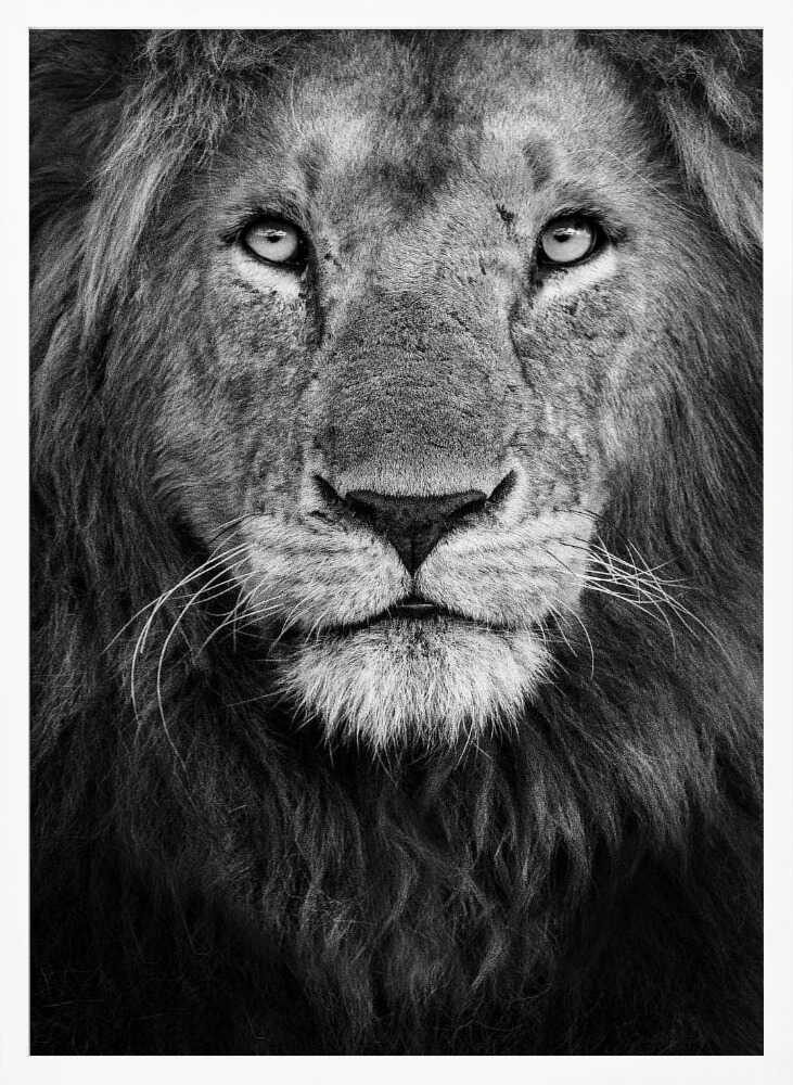 Majestic Lion Portrait Art Print UK — Portrait Dark Wall Art — Living Room — Wall It All Prints