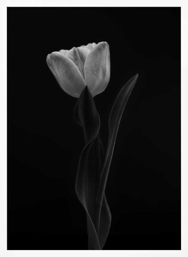 Monochrome Tulip Elegance Art Print UK — Botanical Calm Wall Art — Office — Wall It All Prints