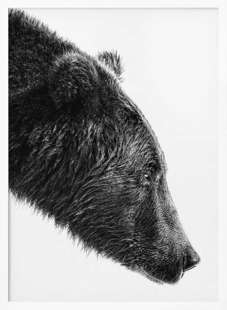 Grizzly Bear Profile Art Print UK — Dark Moody Dark Wall Art — Living Room — Wall It All Prints