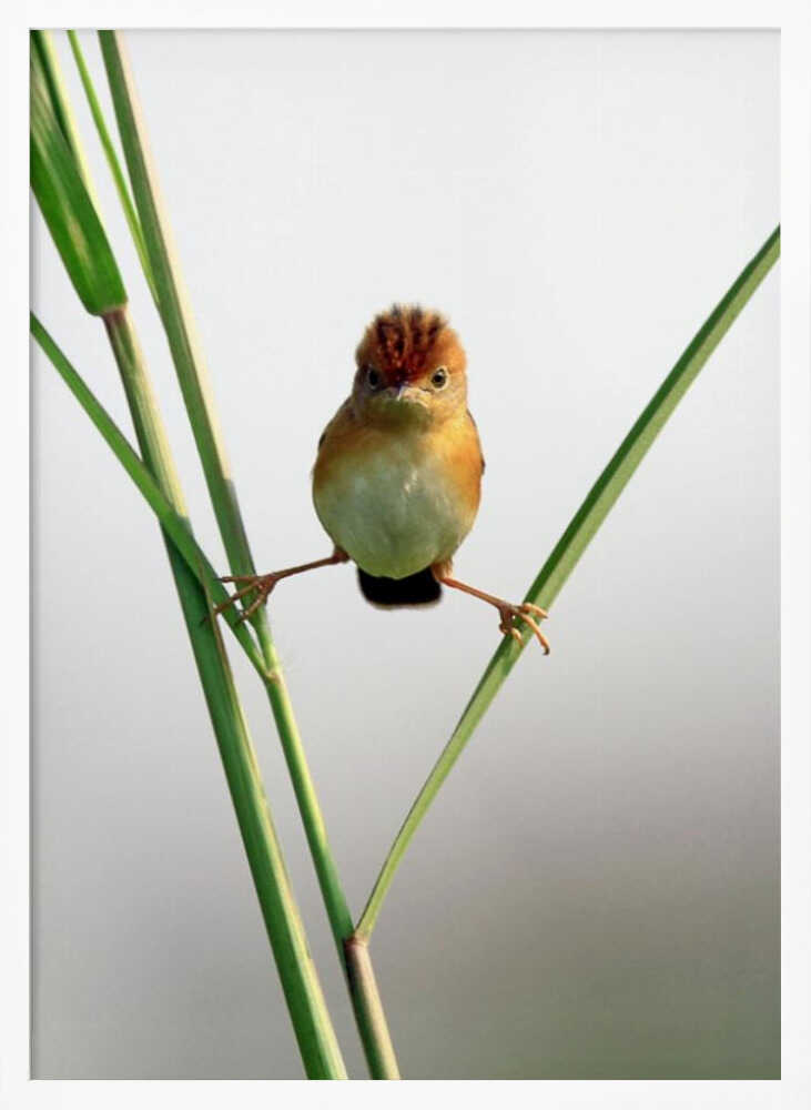Curious Crested Bird Art Print UK — Botanical Vibrant Wall Art — Office — Wall It All Prints