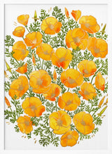 Golden Poppy Blooms