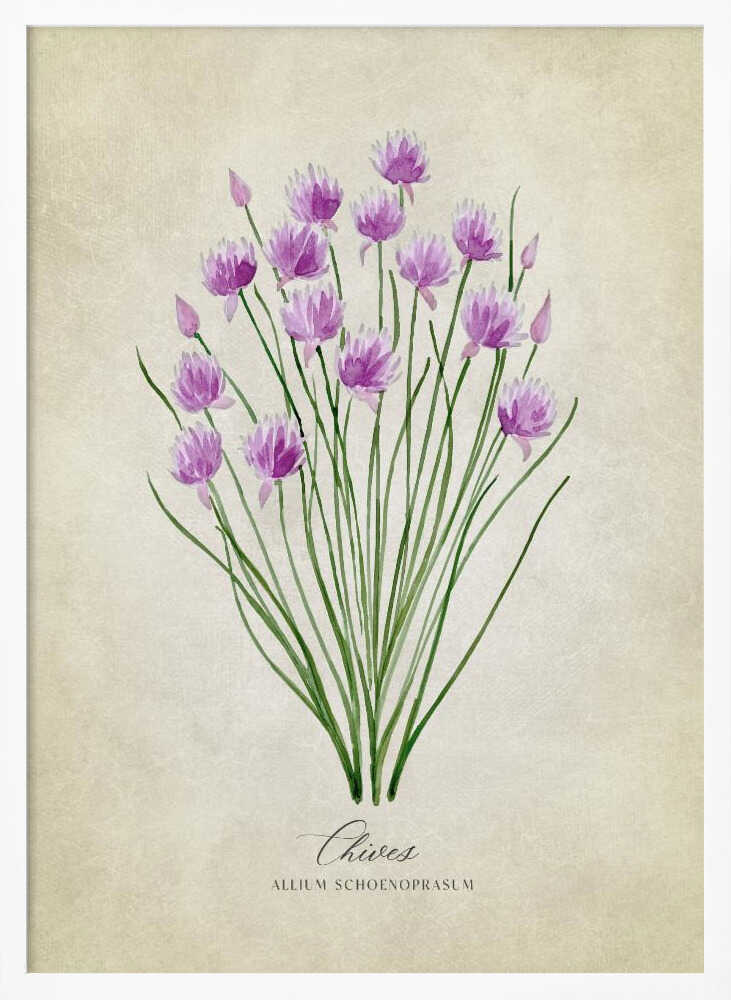 Fresh Chives Bloom Art Print UK — Botanical Fresh Wall Art — Kitchen — Wall It All Prints
