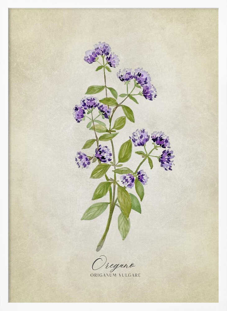 Purple Oregano Botanical Art Print UK — Botanical Fresh Wall Art — Kitchen — Wall It All Prints
