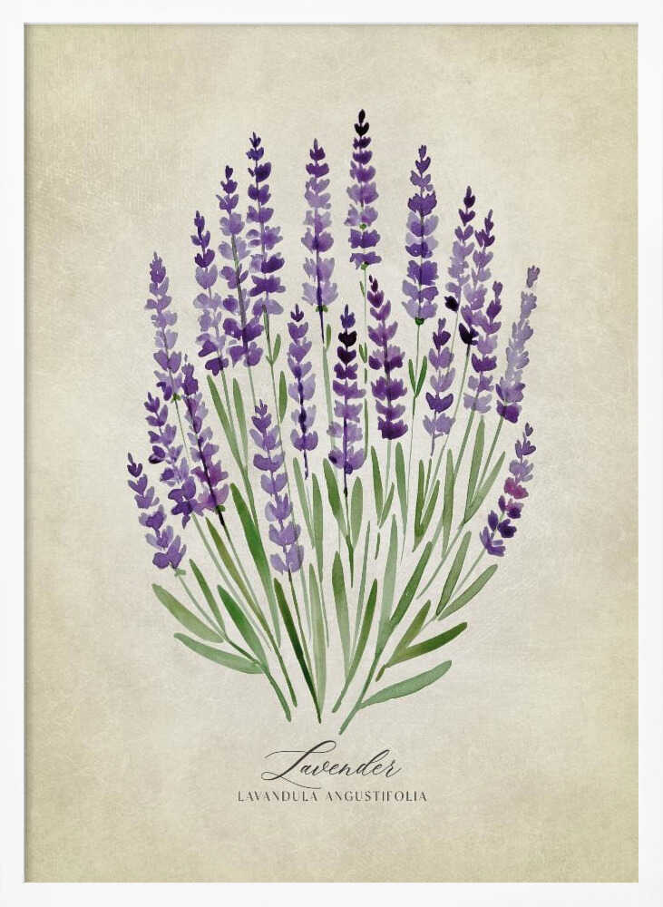 Purple Lavender Botanical Art Print UK — Botanical Fresh Wall Art — Kitchen — Wall It All Prints