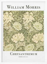 Chrysanthemum