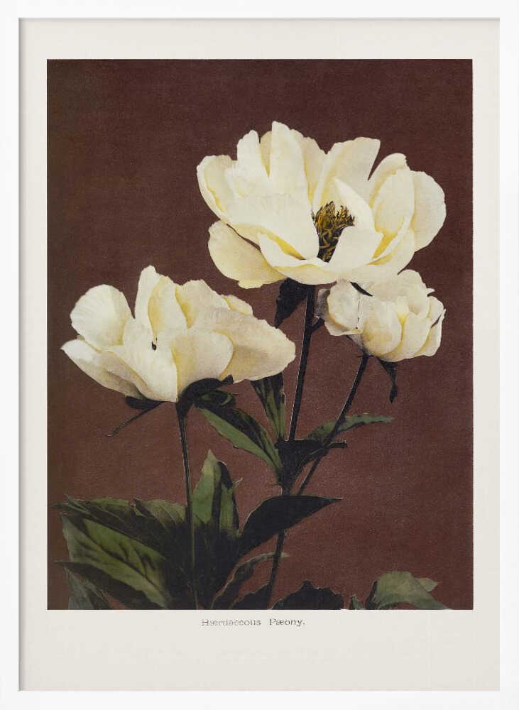 Hærdaceous Peony Art Print UK — Japanese Vibrant Wall Art — Living Room — Wall It All Prints