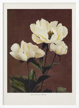 Hærdaceous Peony
