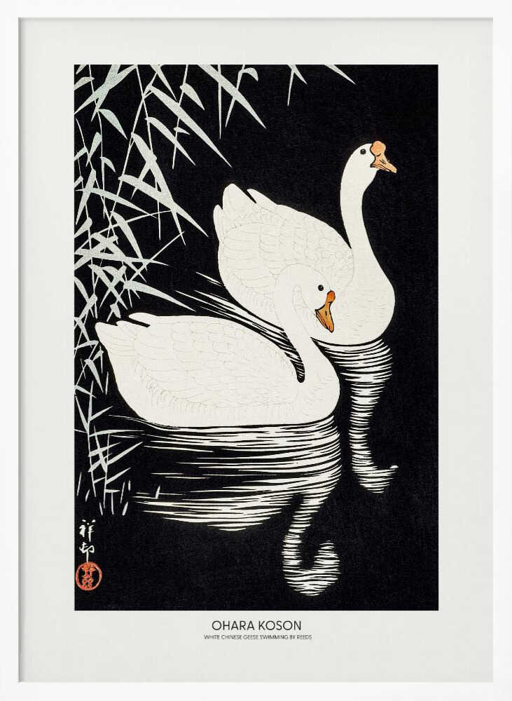 White Chinese Geese Swimming by Reeds